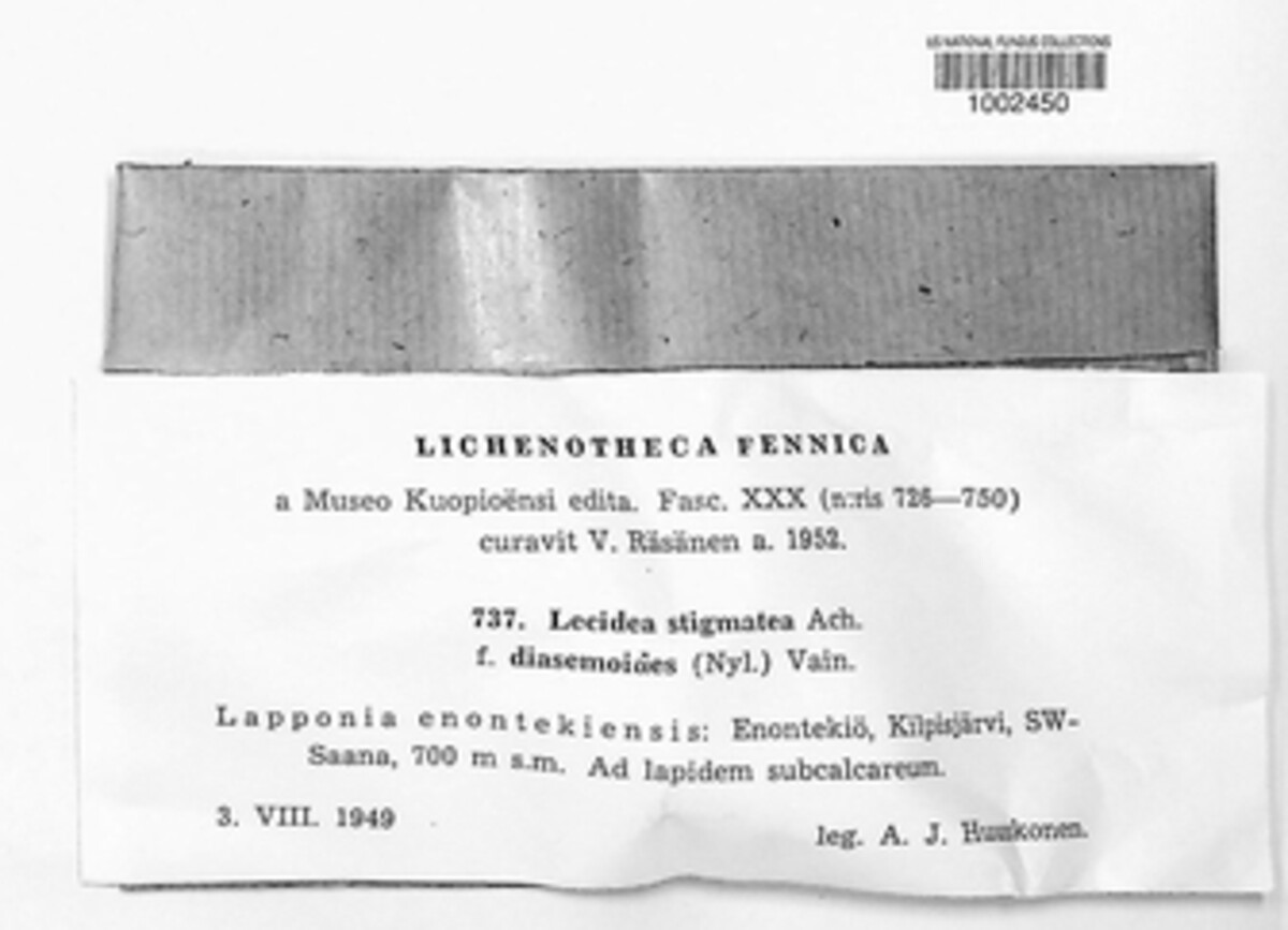 Lecidea stigmatea image